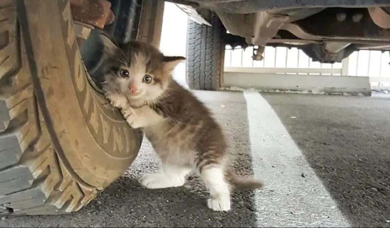 A man found an abandoned cat under his truck and just could not resist to say no to her