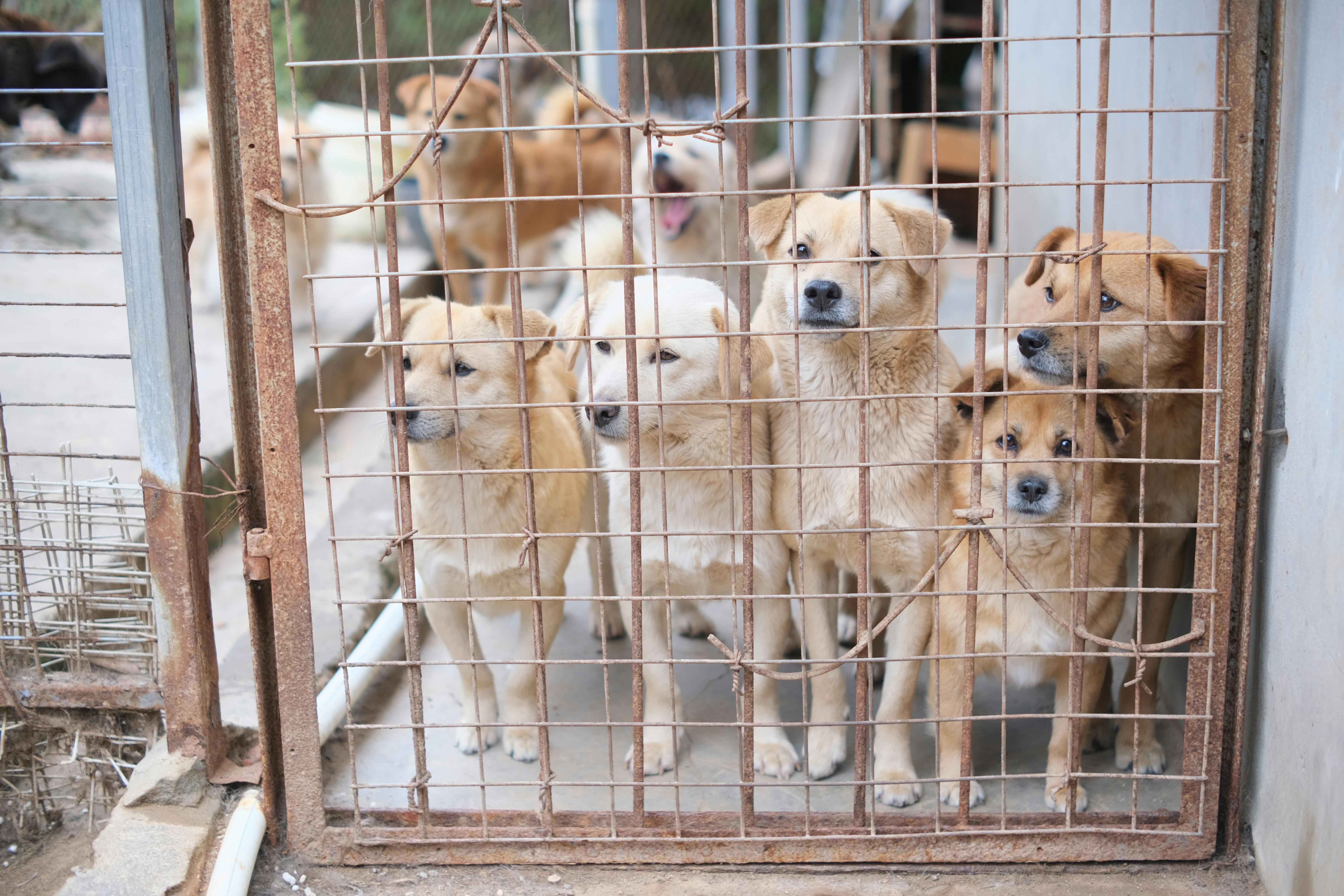 Dogs in an animal shelter | Source: Pexels