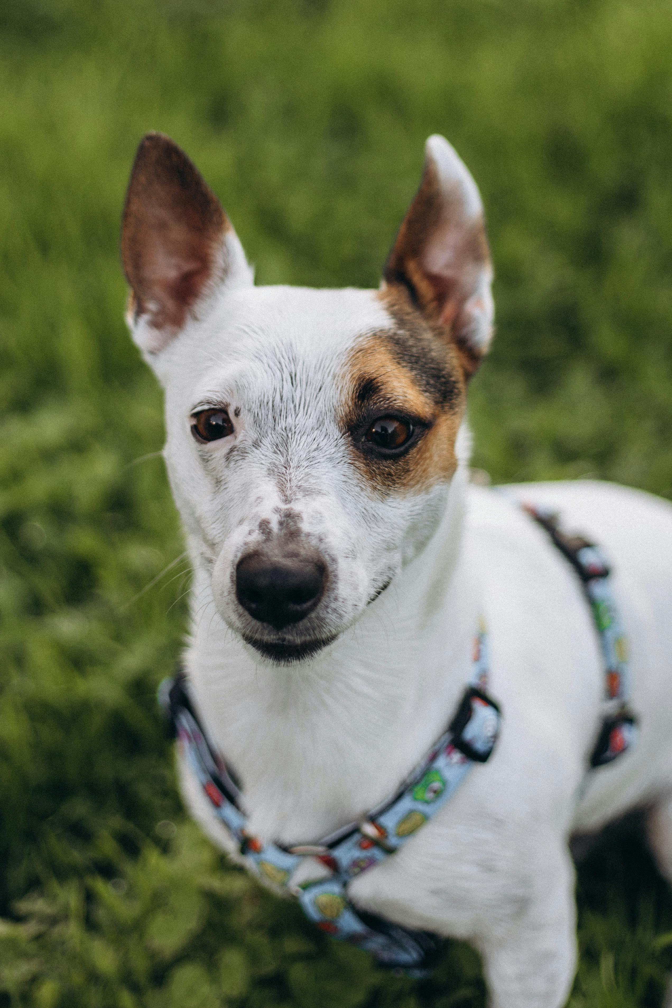 Close-up of a healthy dog ​​| Source: Pexels