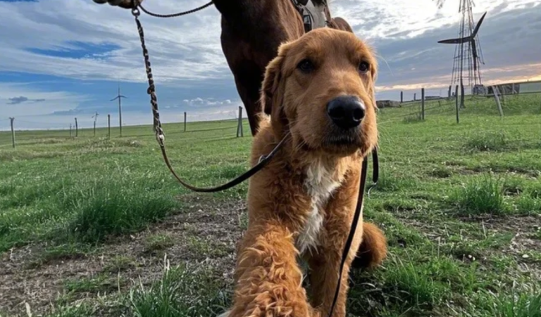 My Farm Dog Came Back With A Horse—And A Mystery I Didn’t Expect