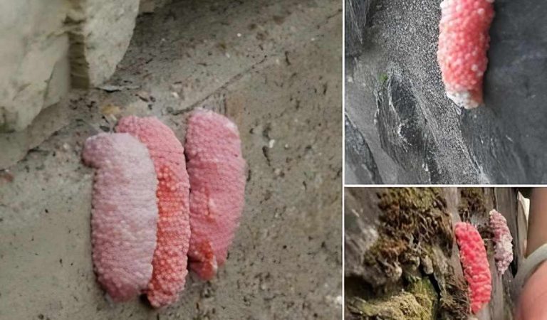 Be careful if you see these little pink eggs on a wall. It is the bad sign for your house Be careful if you see these little pink eggs on a wall. It is the bad sign for your house