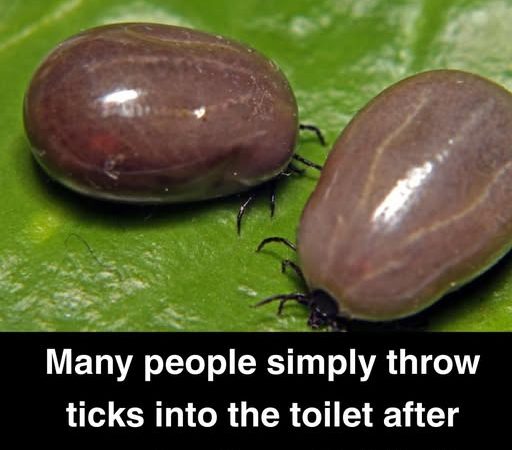 How To Properly Dispose of Ticks How To Properly Dispose of Ticks