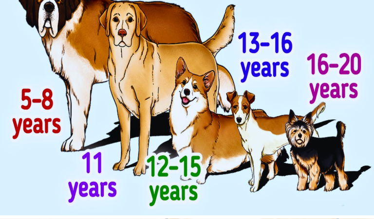 A Guide to How Long Various Dog Breeds Live