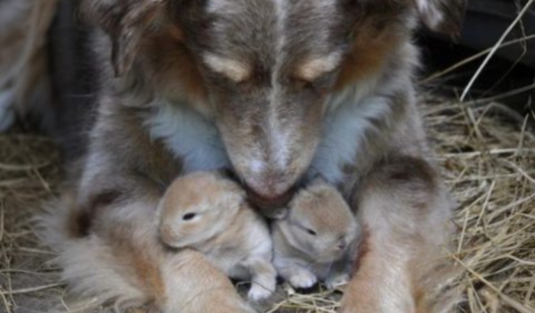 I Caught My Dog Hiding Something—And It Changed Everything I Thought I Knew I Caught My Dog Hiding Something—And It Changed Everything I Thought I Knew