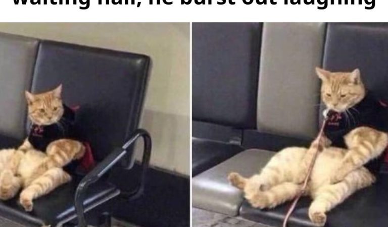 A man forget about the cat at the station. When he found it in the waiting hall, he burst out laughing