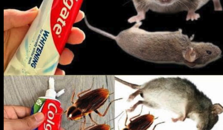 How to eliminate cockroaches and ants with the toothpaste trick…